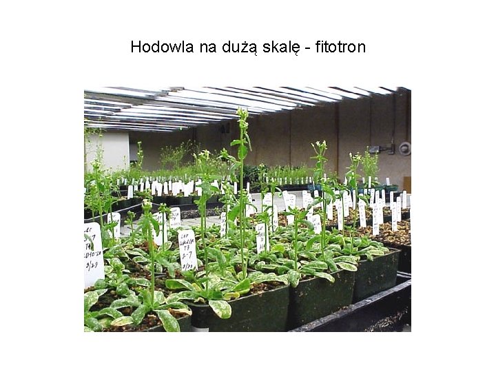 Hodowla na dużą skalę - fitotron 