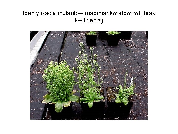 Identyfikacja mutantów (nadmiar kwiatów, wt, brak kwitnienia) 