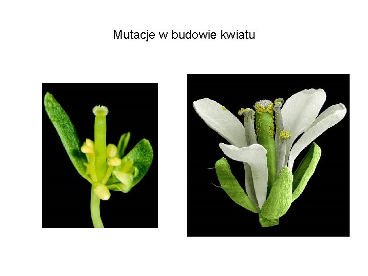 Mutacje w budowie kwiatu 