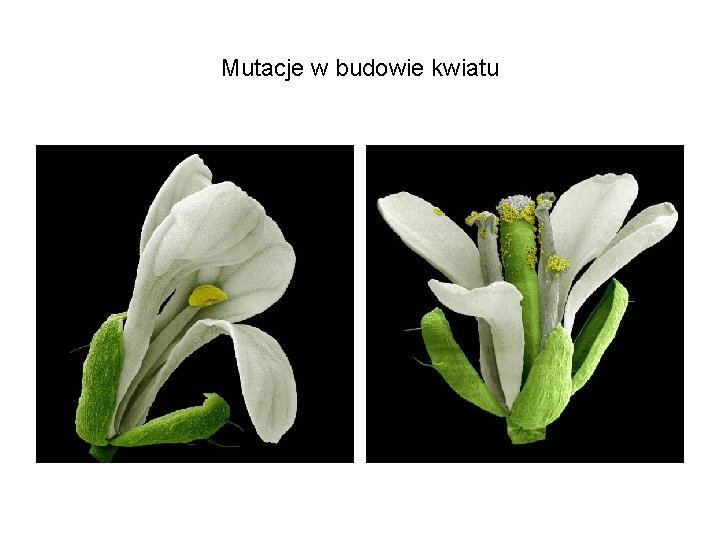 Mutacje w budowie kwiatu 