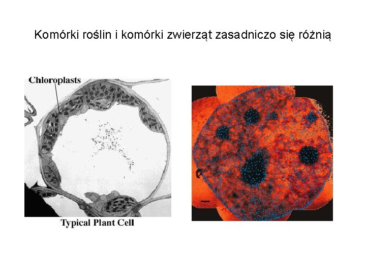 Komórki roślin i komórki zwierząt zasadniczo się różnią 