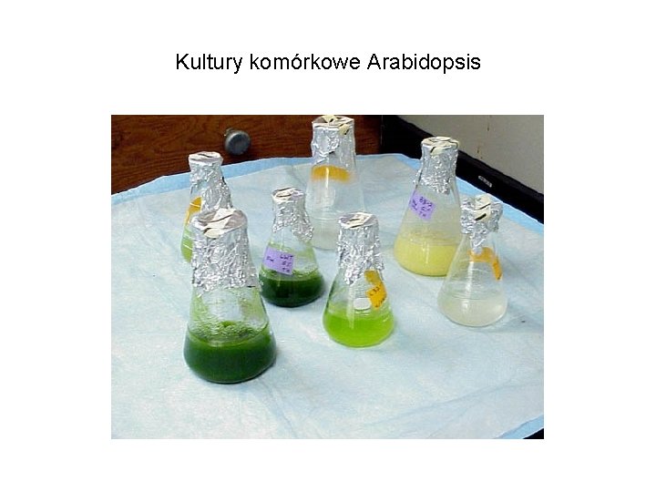 Kultury komórkowe Arabidopsis 