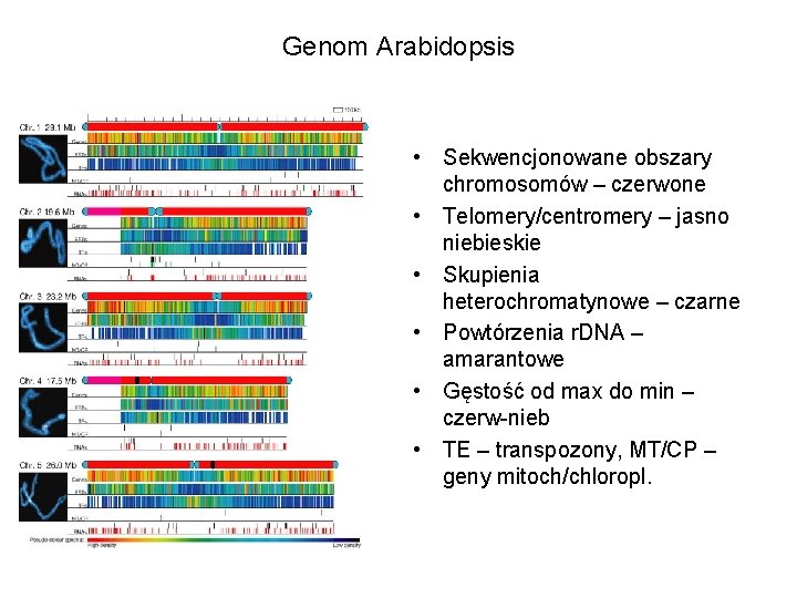 Genom Arabidopsis • Sekwencjonowane obszary chromosomów – czerwone • Telomery/centromery – jasno niebieskie •