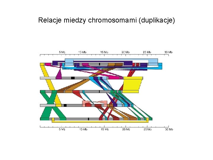 Relacje miedzy chromosomami (duplikacje) 