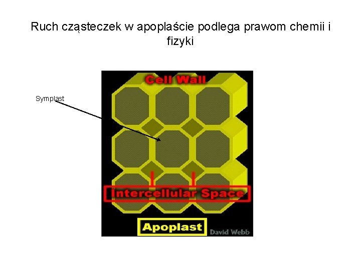 Ruch cząsteczek w apoplaście podlega prawom chemii i fizyki Symplast 