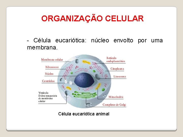 ORGANIZAÇÃO CELULAR - Célula eucariótica: núcleo envolto por uma membrana. Célula eucariótica animal 