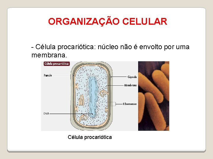 ORGANIZAÇÃO CELULAR - Célula procariótica: núcleo não é envolto por uma membrana. Célula procariótica