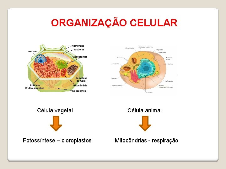 ORGANIZAÇÃO CELULAR Célula vegetal Fotossíntese – cloroplastos Célula animal Mitocôndrias - respiração 