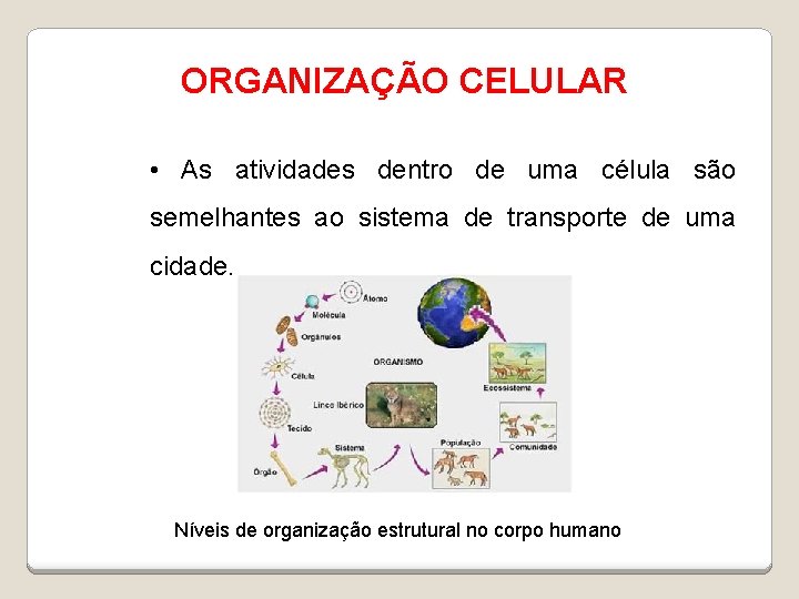 ORGANIZAÇÃO CELULAR • As atividades dentro de uma célula são semelhantes ao sistema de