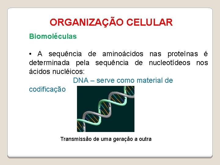 ORGANIZAÇÃO CELULAR Biomoléculas • A sequência de aminoácidos nas proteínas é determinada pela sequência