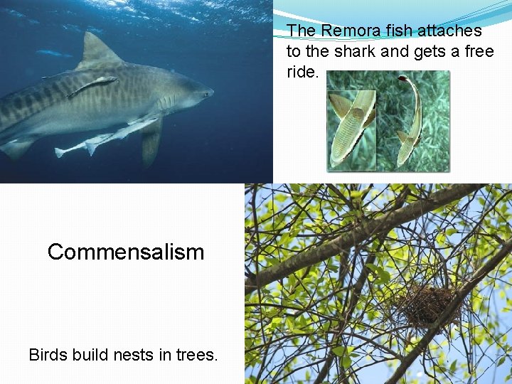 The Remora fish attaches to the shark and gets a free ride. Commensalism Birds
