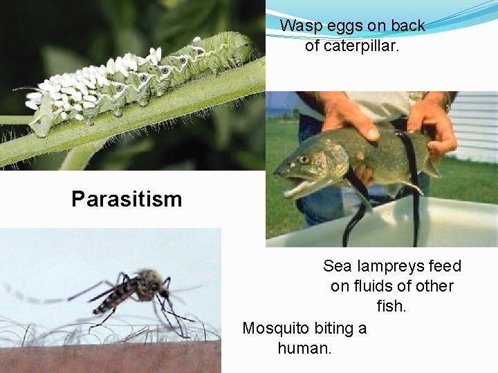 Wasp eggs on back of caterpillar. Parasitism Sea lampreys feed on fluids of other