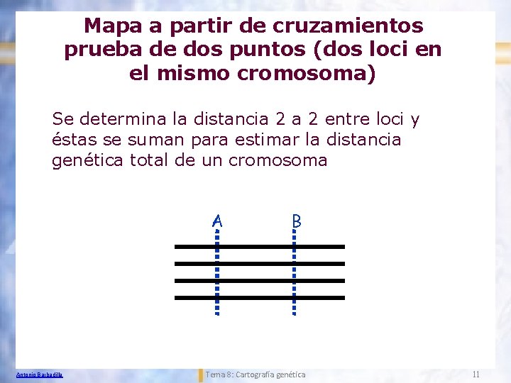 Mapa a partir de cruzamientos prueba de dos puntos (dos loci en el mismo