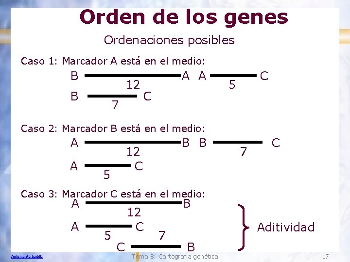 Orden de los genes Ordenaciones posibles Caso 1: Marcador A está en el medio: