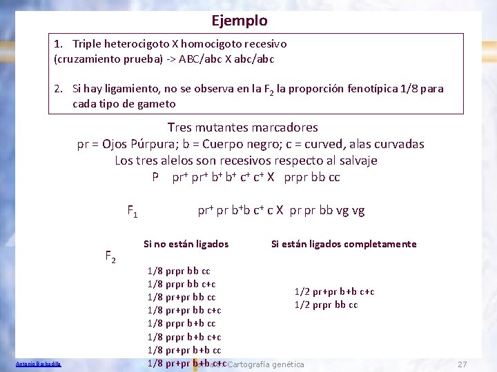 Ejemplo 1. Triple heterocigoto X homocigoto recesivo (cruzamiento prueba) -> ABC/abc X abc/abc 2.