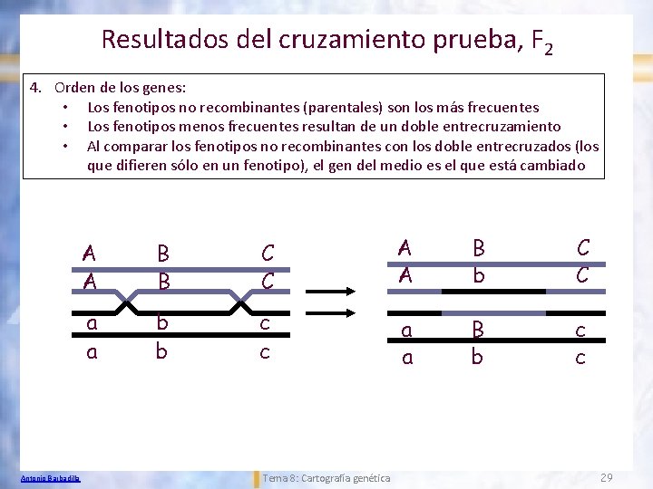 Resultados del cruzamiento prueba, F 2 4. Orden de los genes: • Los fenotipos