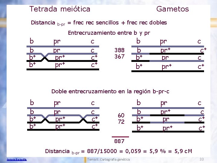 Tetrada meiótica Distancia b b b+ b+ b-pr pr+ Gametos = frec sencillos +