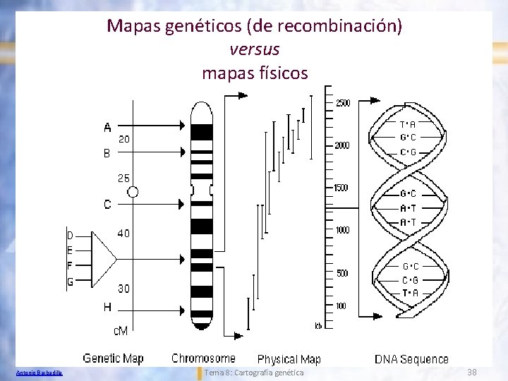 Mapas genéticos (de recombinación) versus mapas físicos Antonio Barbadilla Tema 8: Cartografía genética 38