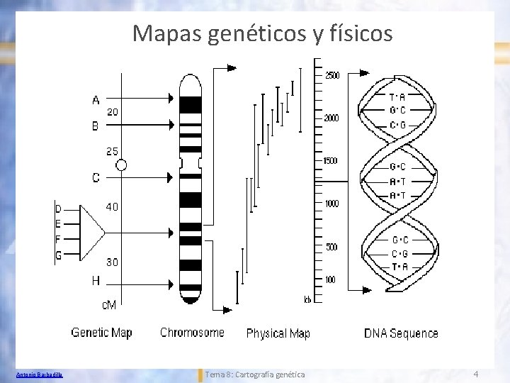 Mapas genéticos y físicos Antonio Barbadilla Tema 8: Cartografía genética 4 
