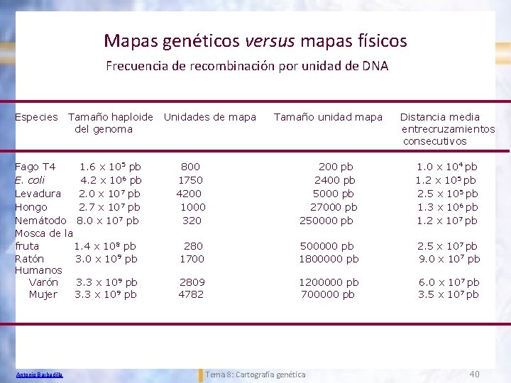 Mapas genéticos versus mapas físicos Frecuencia de recombinación por unidad de DNA Especies Tamaño