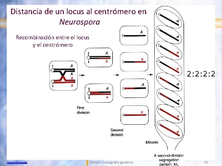 Distancia de un locus al centrómero en Neurospora Recombinación entre el locus y el