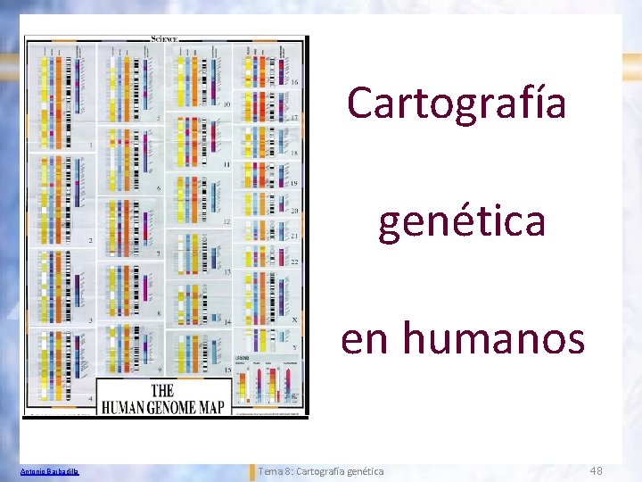 Cartografía genética en humanos Antonio Barbadilla Tema 8: Cartografía genética 48 