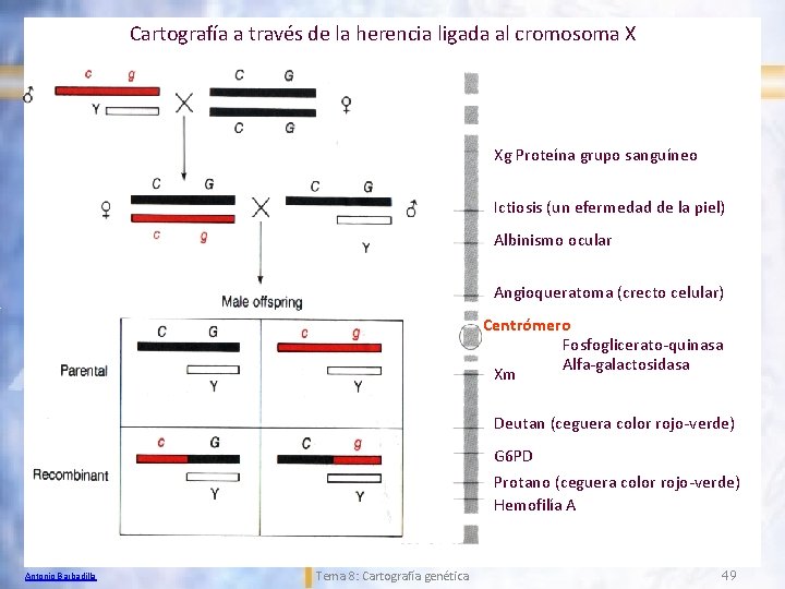 Cartografía a través de la herencia ligada al cromosoma X Xg Proteína grupo sanguíneo