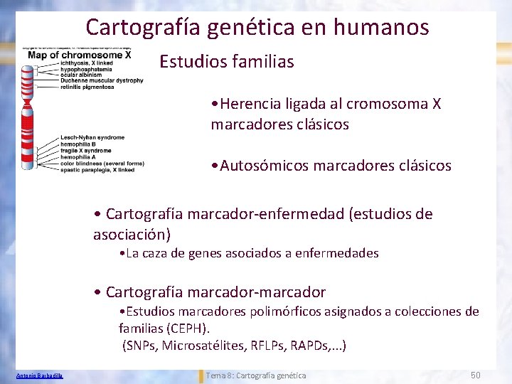 Cartografía genética en humanos Estudios familias • Herencia ligada al cromosoma X marcadores clásicos