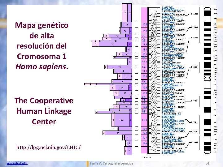 Mapa genético de alta resolución del Cromosoma 1 Homo sapiens. The Cooperative Human Linkage