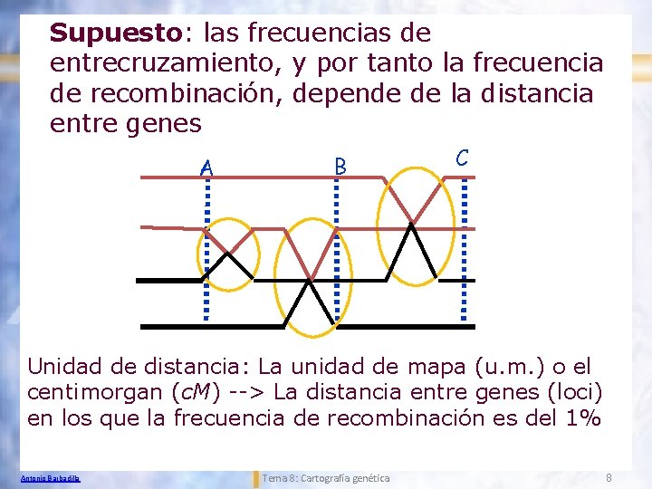 Supuesto: las frecuencias de entrecruzamiento, y por tanto la frecuencia de recombinación, depende de