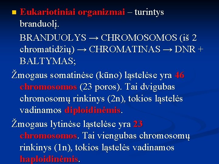 Eukariotiniai organizmai – turintys branduolį. BRANDUOLYS → CHROMOS (iš 2 chromatidžių) → CHROMATINAS →