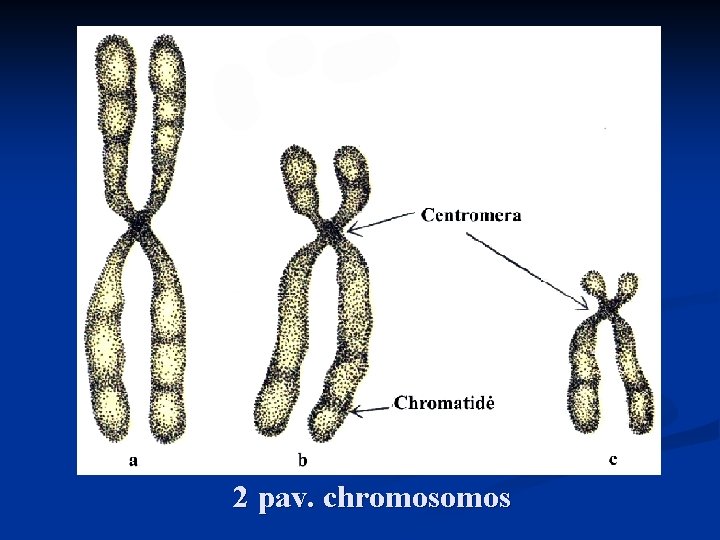 2 pav. chromos 
