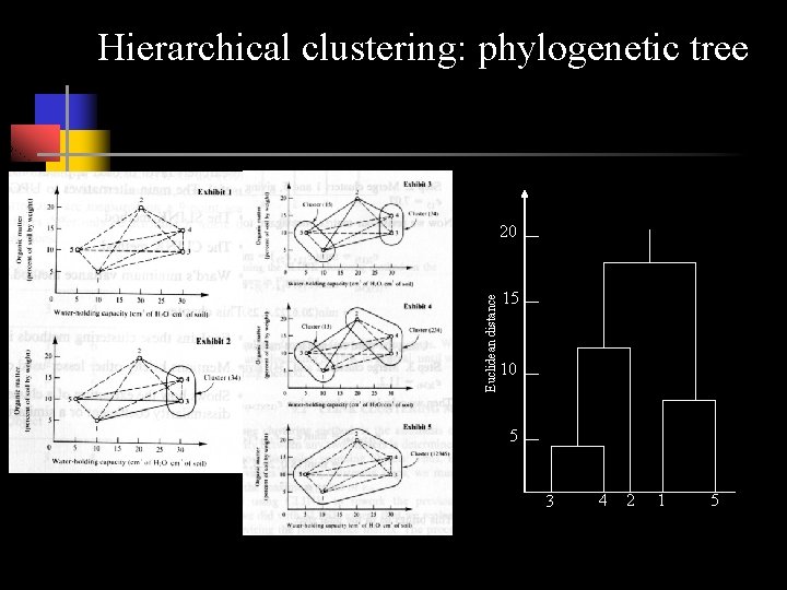 Hierarchical clustering: phylogenetic tree Euclidean distance 20 15 10 5 3 4 2 1