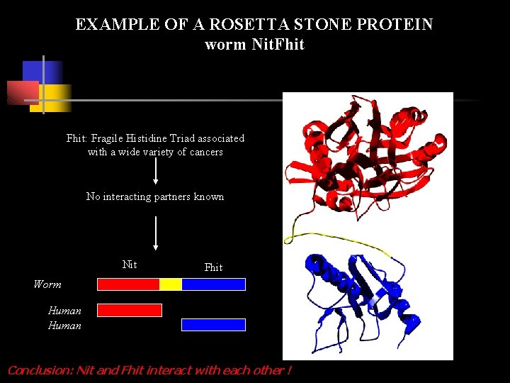EXAMPLE OF A ROSETTA STONE PROTEIN worm Nit. Fhit: Fragile Histidine Triad associated with