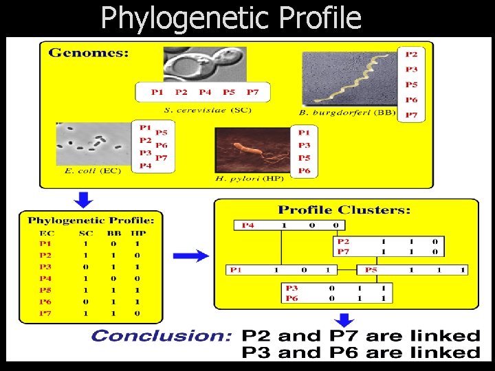 Phylogenetic Profile 