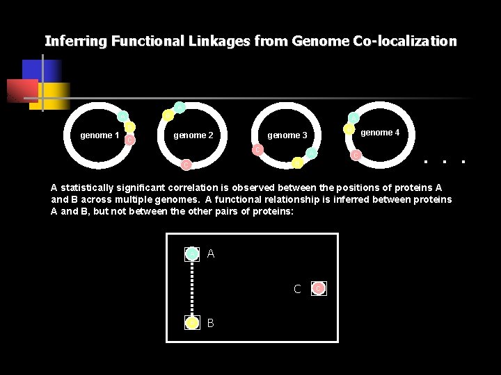 Inferring Functional Linkages from Genome Co-localization A B A genome 1 B C A