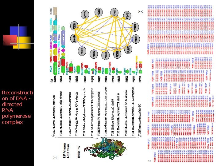 Reconstructi on of DNA directed RNA polymerase complex 