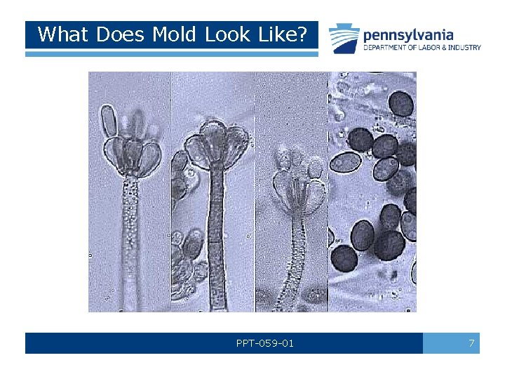 What Does Mold Look Like? PPT-059 -01 7 