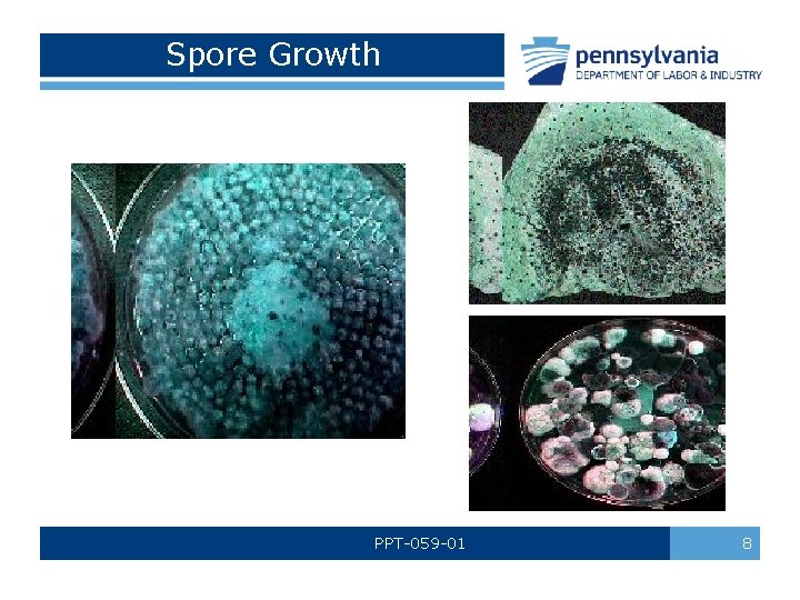 Spore Growth PPT-059 -01 8 