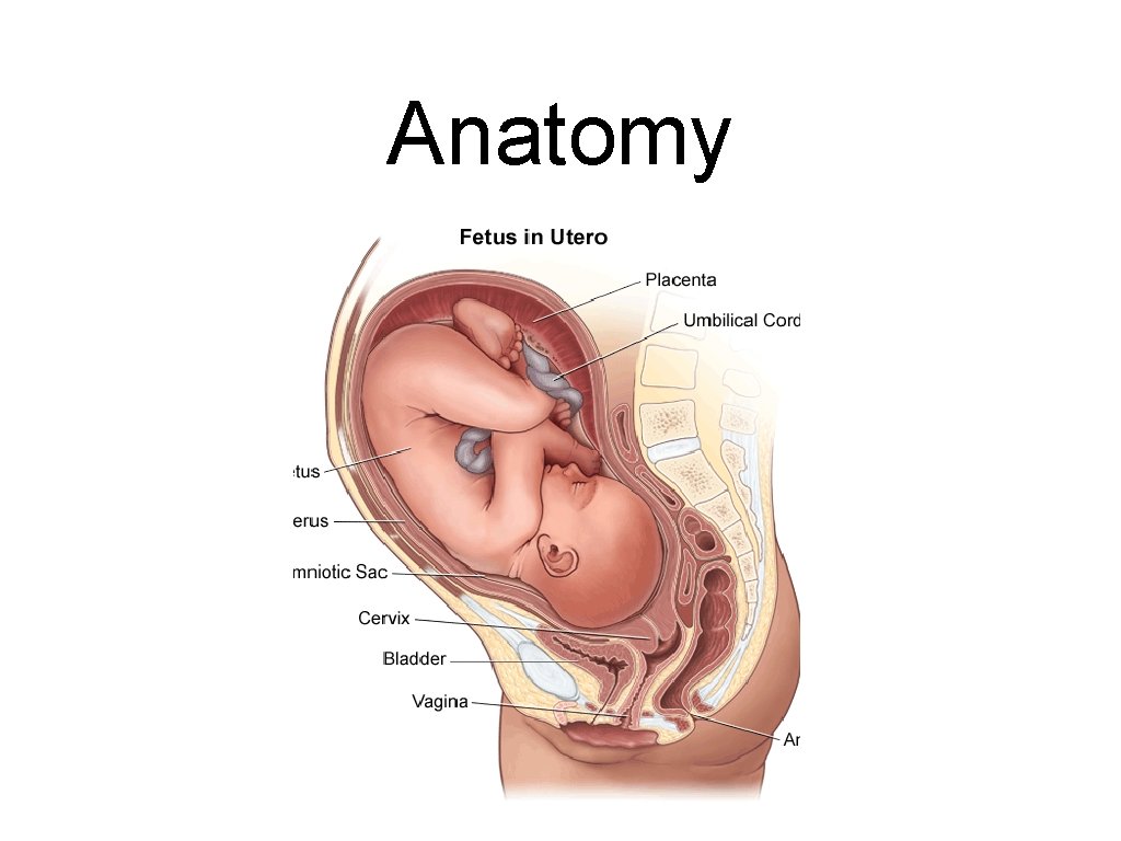 Anatomy 
