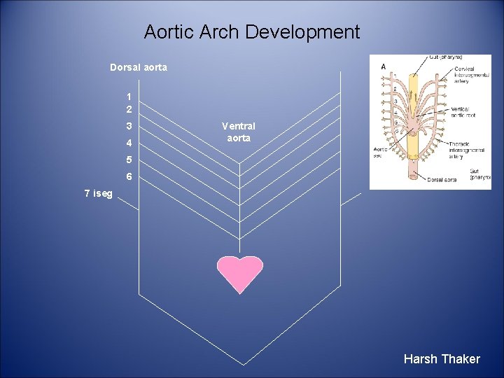 Aortic Arch Development Dorsal aorta 1 2 3 4 Ventral aorta 5 6 7