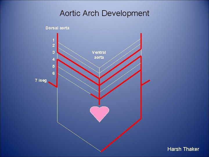 Aortic Arch Development Dorsal aorta 1 2 3 4 Ventral aorta 5 6 7