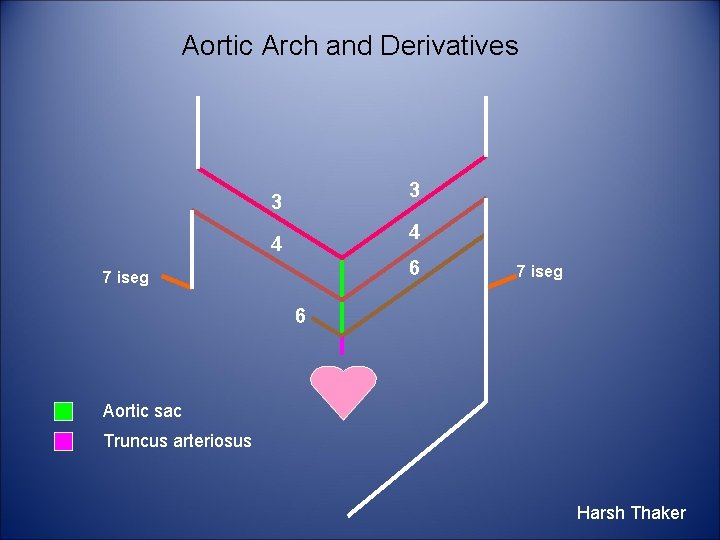 Aortic Arch and Derivatives 3 3 4 4 6 7 iseg 6 Aortic sac