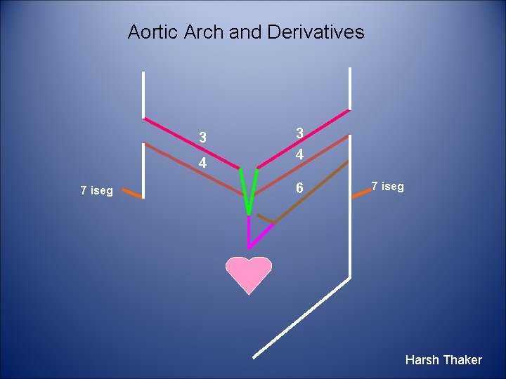 Aortic Arch and Derivatives 3 4 7 iseg 3 4 6 7 iseg Harsh