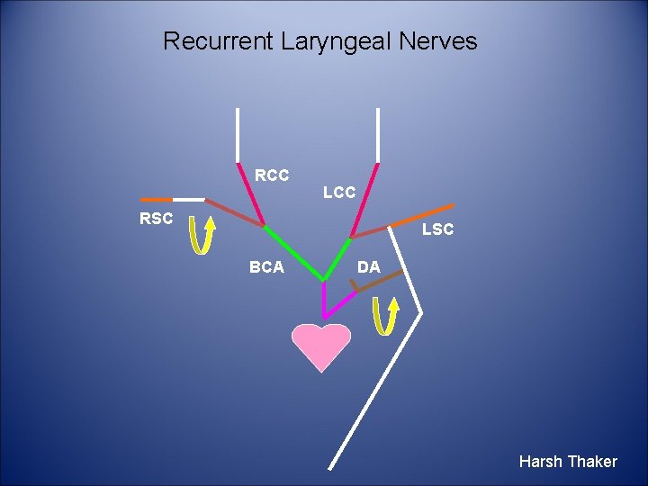 Recurrent Laryngeal Nerves RCC LCC RSC LSC BCA DA Harsh Thaker 