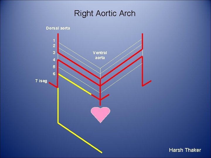 Right Aortic Arch Dorsal aorta 1 2 3 4 Ventral aorta 5 6 7