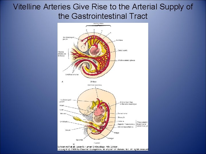 Vitelline Arteries Give Rise to the Arterial Supply of the Gastrointestinal Tract 