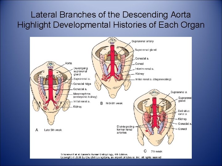 Lateral Branches of the Descending Aorta Highlight Developmental Histories of Each Organ 