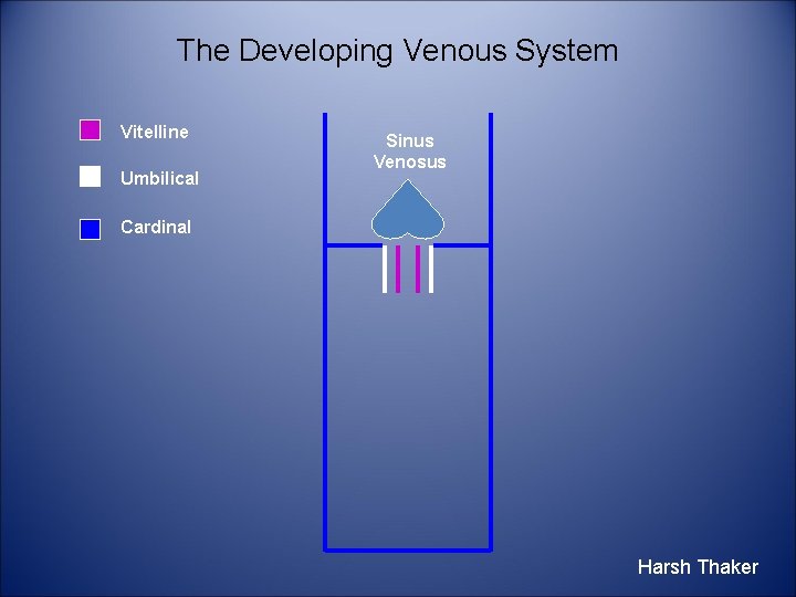 The Developing Venous System Vitelline Umbilical Sinus Venosus Cardinal Harsh Thaker 