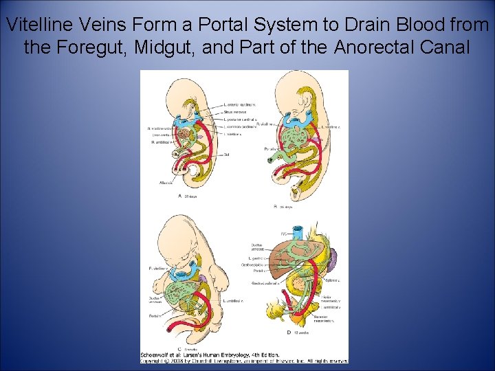 Vitelline Veins Form a Portal System to Drain Blood from the Foregut, Midgut, and